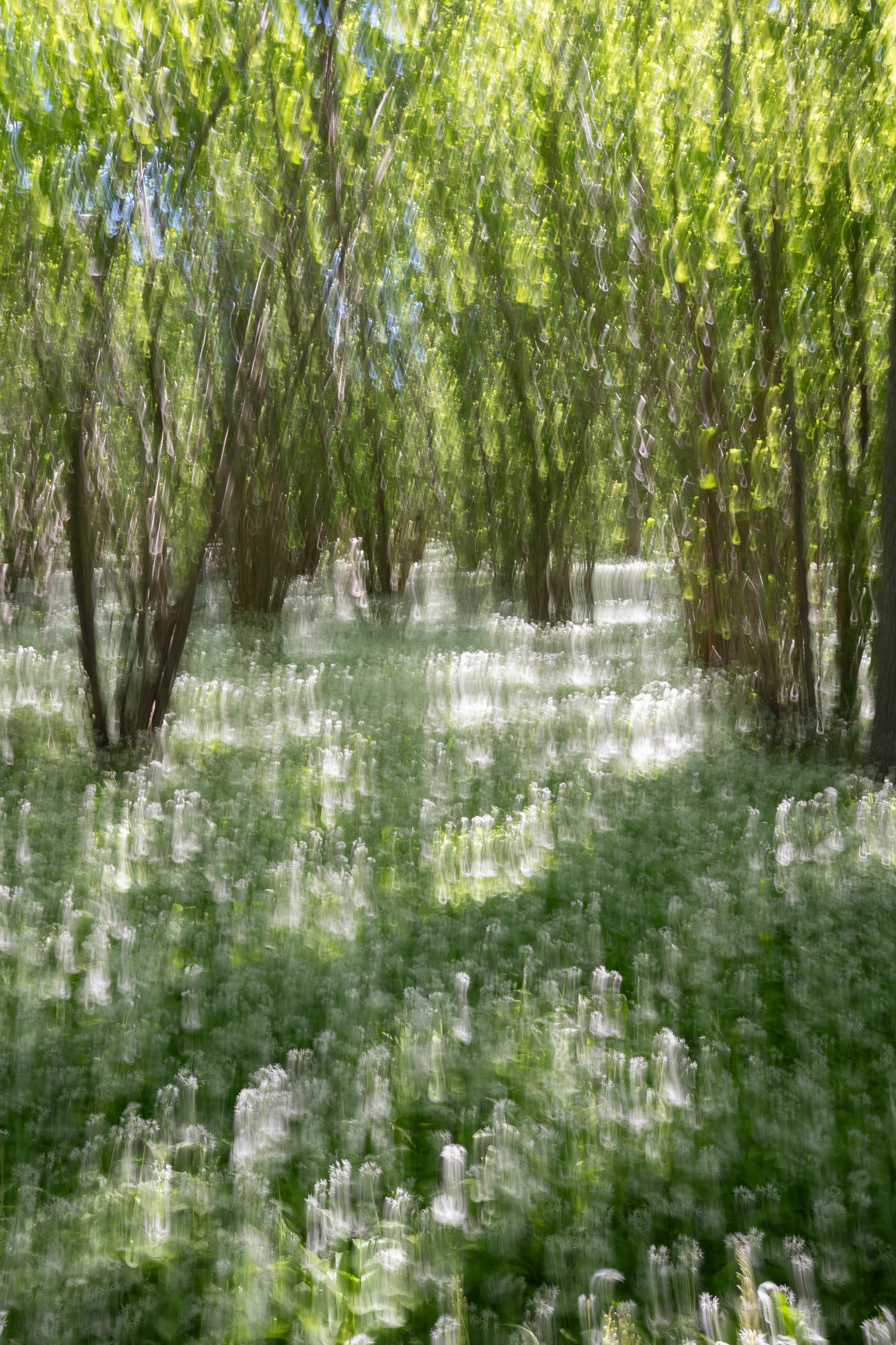 ICM wild garlic
